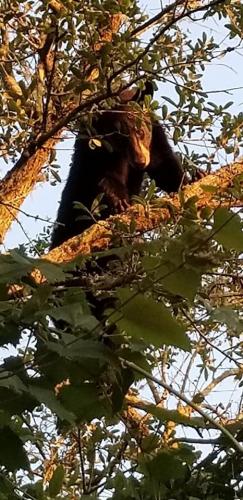 Bear in Tree Tiffany Olmstead